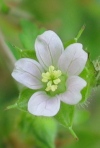Carolina Geranium