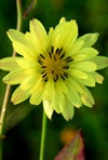 Texas False Dandelion