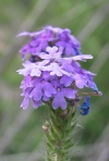 Prarie Verbena