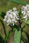 Texas Milkweed