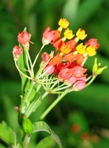 Butterfly Weed