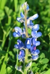 Texas Bluebonnet