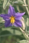 Silverleaf Nightshade