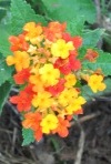 Lantana