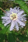 Maypop