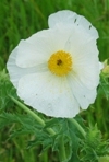 White Pricklepoppy