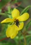 Partridge Pea