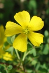 Yellow Wood Sorrel