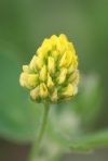 Bur Clover