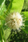 Buttonbush