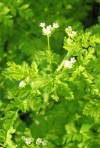 Tainturier's Chervil