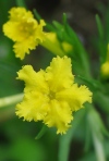 Fringed Puccoon