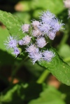Mistflower